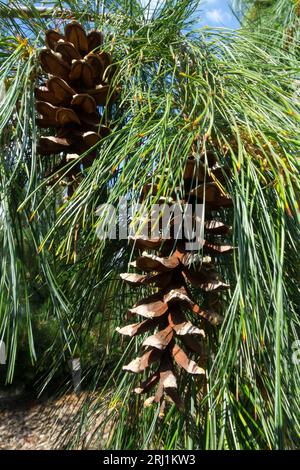 PIN blanc de l'est, Pinus strobus pendula, Cones Pinus strobus Banque D'Images