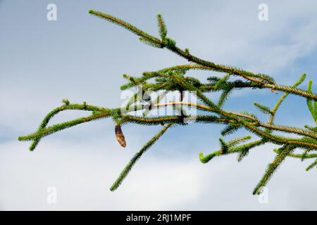 Épinette de Norvège, Picea abies 'Cranstonii', étroite, branches Banque D'Images