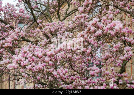 Magnolia fleurit dans la ville Banque D'Images