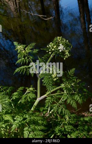 Antheriscus sylvestris gros plan Banque D'Images