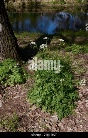 Antheriscus sylvestris gros plan Banque D'Images