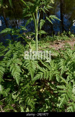 Antheriscus sylvestris gros plan Banque D'Images