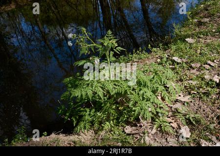 Antheriscus sylvestris gros plan Banque D'Images