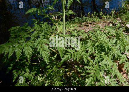 Antheriscus sylvestris gros plan Banque D'Images