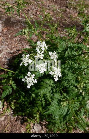Antheriscus sylvestris gros plan Banque D'Images