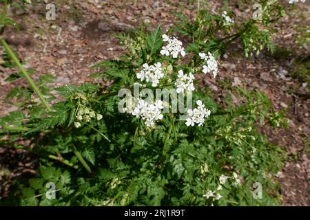 Antheriscus sylvestris gros plan Banque D'Images