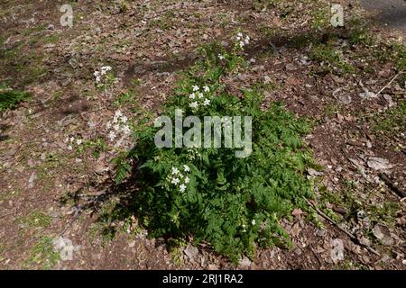 Antheriscus sylvestris gros plan Banque D'Images