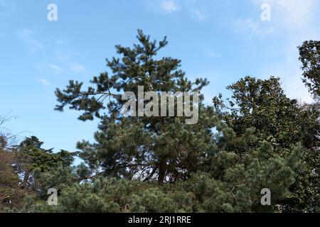 Vue rapprochée de la branche de Pinus sylvestris Banque D'Images