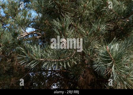 Vue rapprochée de la branche de Pinus sylvestris Banque D'Images