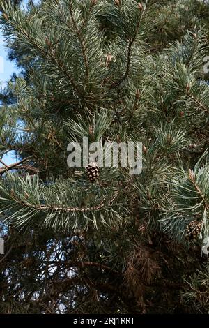 Vue rapprochée de la branche de Pinus sylvestris Banque D'Images