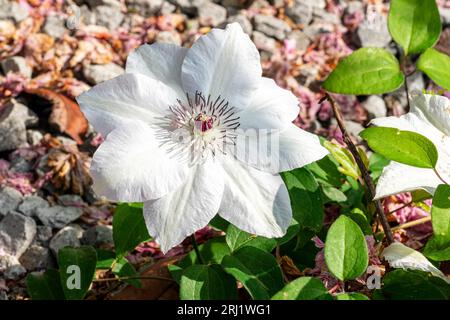 Gros plan d'une fleur de jardin, Virginsbower asiatique, Clematic Florida. Tête de fleur avec quelques feuilles vertes sous, puis un fond de galets blancs. Banque D'Images