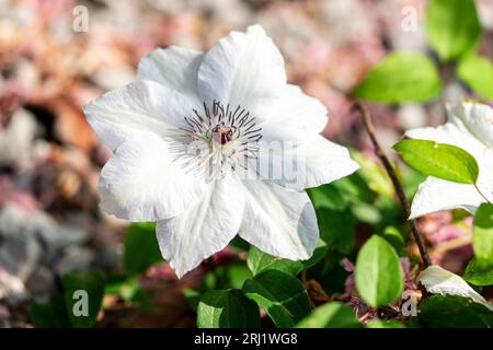 Gros plan d'une fleur de jardin, Virginsbower asiatique, Clematic Florida. Tête de fleur avec quelques feuilles vertes sous, puis un fond de galets blancs. Banque D'Images