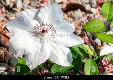 Gros plan d'une fleur de jardin, Virginsbower asiatique, Clematic Florida. Tête de fleur avec quelques feuilles vertes sous, puis un fond de galets blancs. Banque D'Images