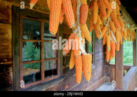 La photo a été prise dans le village ukrainien des Carpates. Dans l'image, les épis de maïs sont séchés sur le porche d'un hou traditionnel en bois Banque D'Images