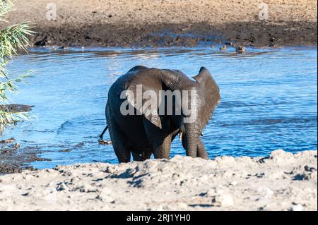 -Un éléphant d'Afrique Loxodonta africana- sortant d'un étang dans le parc national d'Etosha, Namibie, après avoir pris un bain. Banque D'Images