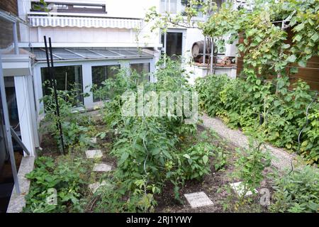 jardin urbain sauvage avec d'énormes plants de tomates Banque D'Images