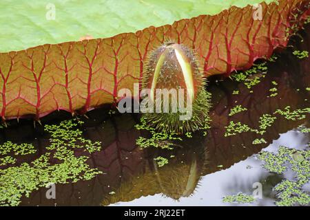 Spiny Victoria Amazonica Flower Bud poussant par grand Lily Pad dans un étang Banque D'Images