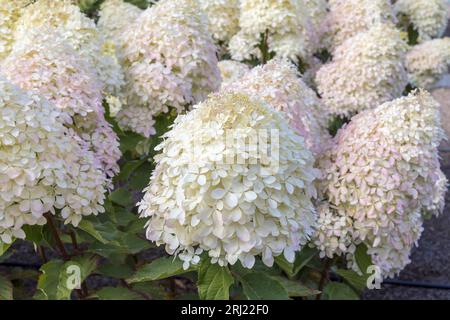 Gros plan de grandes grappes d'hortensias paniculaires également Hydrangea paniculata dans un cadre de jardin. Banque D'Images