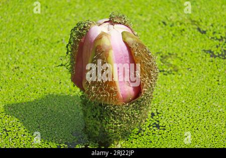 Gros plan de Victoria Amazonica Spiny Bud en pleine floraison dans un étang couvert d'herbe à canard Banque D'Images