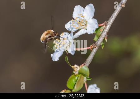 La mouche des abeilles visite un poirier en fleurs au début du printemps Banque D'Images