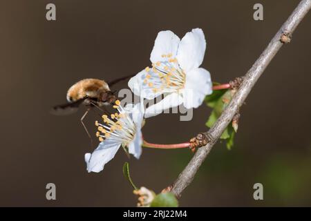 La mouche des abeilles visite un poirier en fleurs au début du printemps Banque D'Images