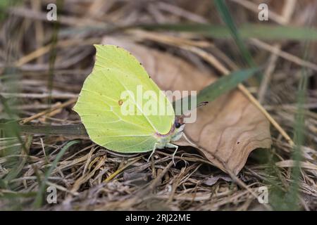 Brimstone (Zitronenfalter) reposant entre les feuilles au début du printemps Banque D'Images