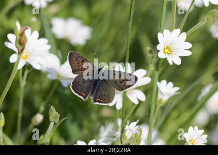 Lycaena tityrus (Brauner Feuerfalter, Schwefelvögelchen, Sooty Copper) Banque D'Images