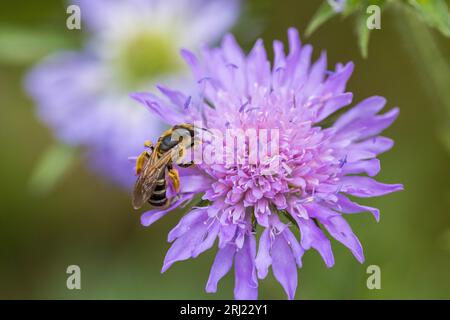 Halictus sexcinctus, Weissbindige Furchenbiene, Sechsbinden-Furchenbiene, abeille sillonnée à six bandes Banque D'Images