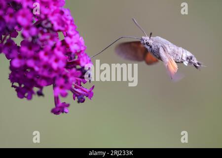 Macroglossum stellatarum, colibris faucon-papillon en vol, se nourrissant Banque D'Images