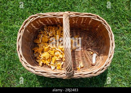 Chanterelles jaunes fraîchement récoltées dans un panier en osier sur de l'herbe verte. Banque D'Images