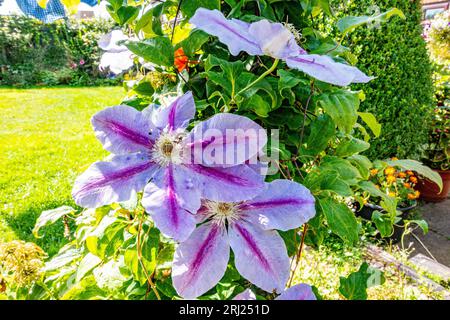 Gros plan de fleurs roses sur une Clematis Jackmanii 'Leather Flower' poussant dans un jardin au Royaume-Uni. Banque D'Images