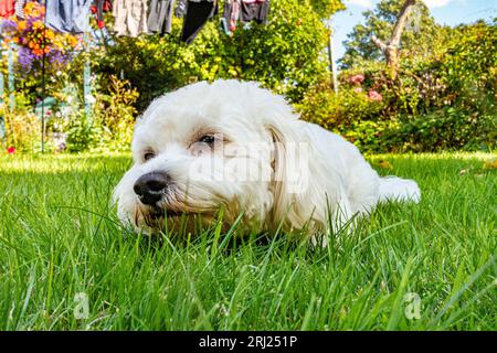 Un chien cavapoo couché dehors sur le sol sur une pelouse dans un jardin. Banque D'Images