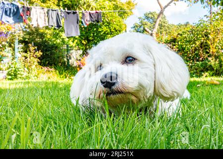 Un chien cavapoo couché dehors sur le sol sur une pelouse dans un jardin. Banque D'Images