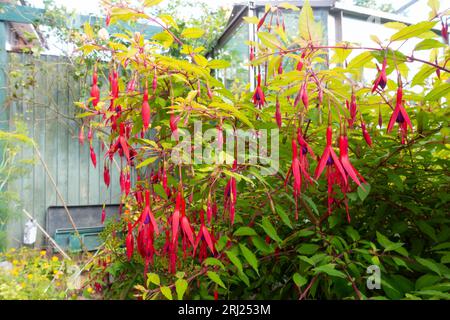 Une plante fuchsia fleurie avec de nombreuses fleurs aux couleurs vives. Banque D'Images