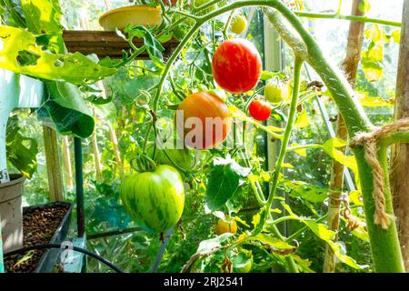 Poutrelle de tomates tigerella cultivées maison poussant et mûrissant dans une serre. Banque D'Images