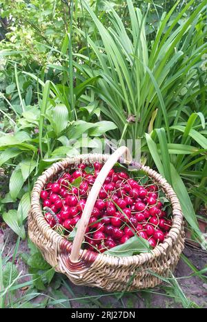 fond d'été : un panier en osier plein de cerises rouges mûres parmi l'herbe verte Banque D'Images
