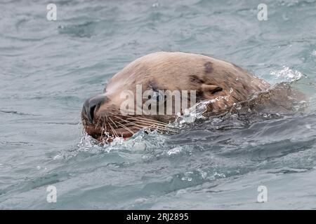 Steller, Nord, Sealion ; Alaska Banque D'Images