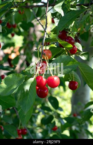 Cerises rouges foncées mûres accrochées à la branche de cerisier avec fond vert flou vue vers le bas Banque D'Images