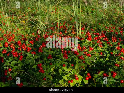 Cornus suecica, cornel nain, Bunchberry. Baies rouges, feuillage de plantes forestières ensoleillées Banque D'Images