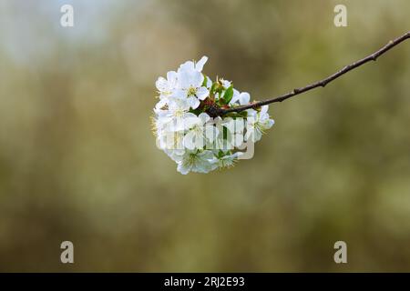 Prunus cerasifera sauvage en fleurs (prune cerise) Banque D'Images