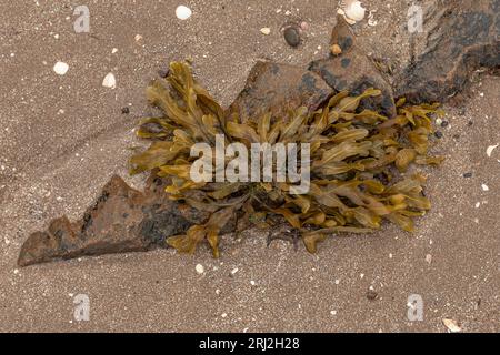 Algues brunes orangées mouillées attachées à une pierre enfouie dans le sable sur le rivage Banque D'Images