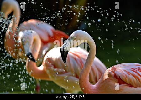 Flamant rose Banque D'Images