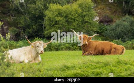 Belles vaches brunes et blanches des hautes terres couchées dans un champ vert luxuriant avec la campagne naturelle Banque D'Images