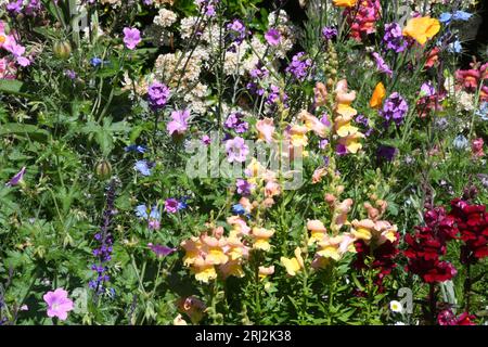 bordure florale colorée lumineuse avec un mélange d'antirrhinums dorés et rouges profonds, coquelicots californiens dorés, amour-dans-une-brume bleu, nigella, erysimum, Banque D'Images