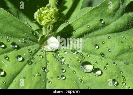 Alchemilla mollis, lady's-Mantle, plante vivace herbacée, recouverte de gouttes de pluie dans un jardin Somerset.UK Banque D'Images