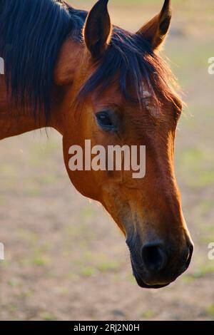 La tête de l'équin, avec ses yeux expressifs et sa crinière fluide, est capturée dans un magnifique portrait sur fond de nature Banque D'Images