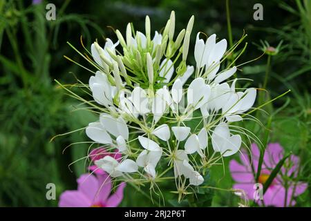 Fleur d'araignée blanche, une espèce de Tarenaya, en fleur. Banque D'Images