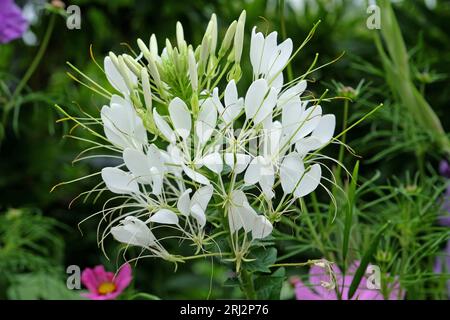 Fleur d'araignée blanche, une espèce de Tarenaya, en fleur. Banque D'Images