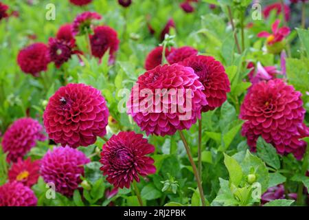 Violet foncé couleur vin miniature décorative Dahlia 'Blyton Royal Velvet' en fleur. Banque D'Images