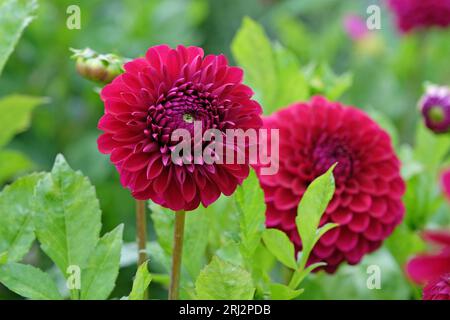 Violet foncé couleur vin miniature décorative Dahlia 'Blyton Royal Velvet' en fleur. Banque D'Images